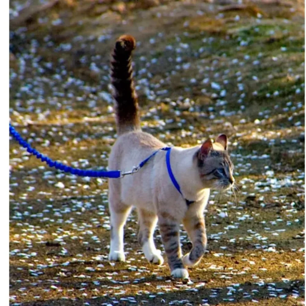 Pet safe come with me kitty harness and bungee leash blue medium